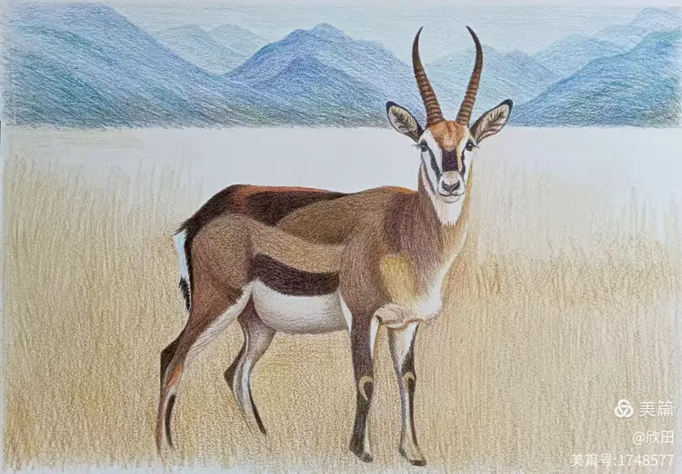 我的彩铅画(42)藏羚羊